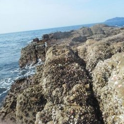 グレ小さかった・・コツパ・小イサキ沢山・・