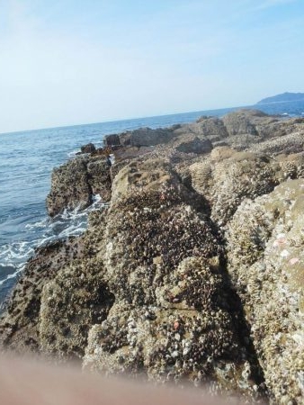 グレ小さかった・・コツパ・小イサキ沢山・・