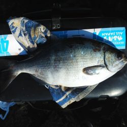 グレ・アオリイカは小さい・・イズスミは良く引きました・・