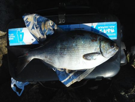 グレ・アオリイカは小さい・・イズスミは良く引きました・・