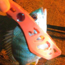 アジングですが