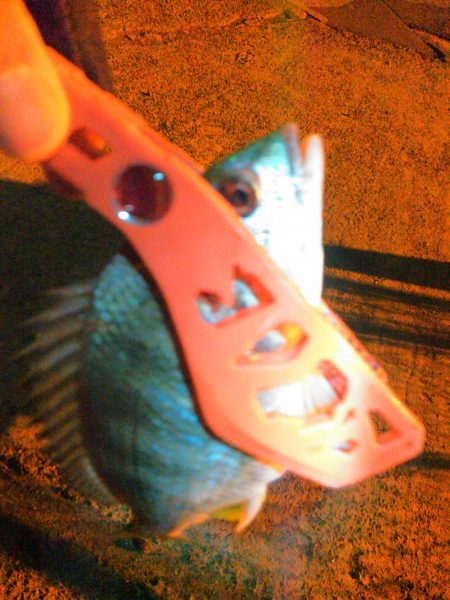 アジングですが