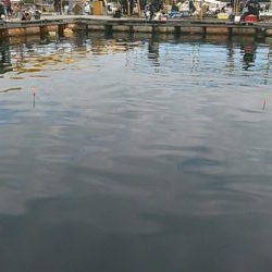 海上釣り堀水宝で青物狙い