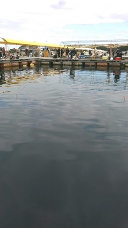 海上釣り堀水宝で青物狙い