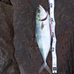 ストリンガーが