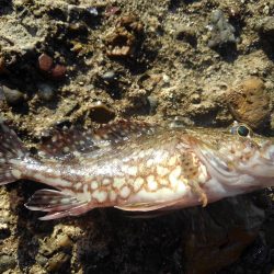 外道、げどう、ゲドウ