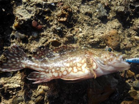 外道、げどう、ゲドウ