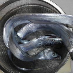 青物はアカン感じ