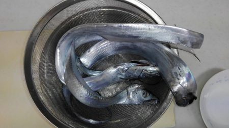 青物はアカン感じ