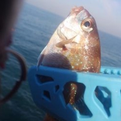 カワハギも終わりやね