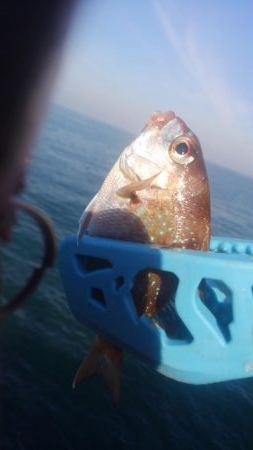 カワハギも終わりやね