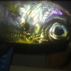 ワインド、プチアジング