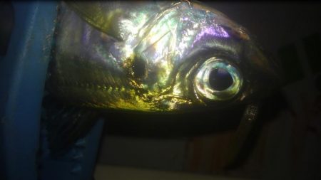 ワインド、プチアジング