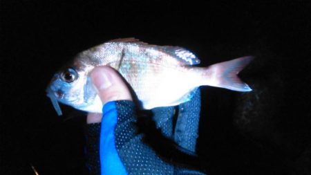 メバル高活性！