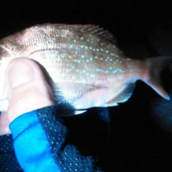 ガシラ入れ食い!