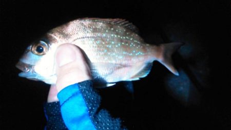 ガシラ入れ食い!