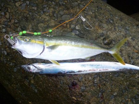 お久しぶりね～ハマチに会うなんて～♪