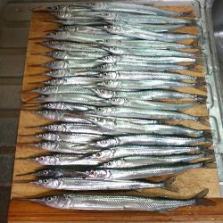 サヨリ入れ食い！