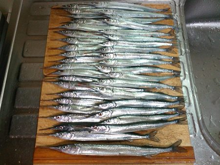 サヨリ入れ食い！