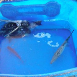 グレ2枚ゲット!