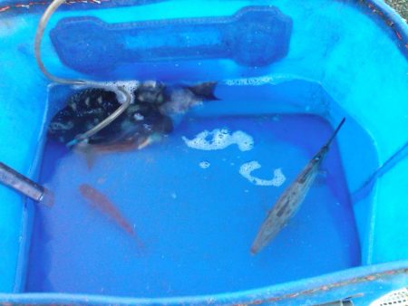 グレ2枚ゲット!