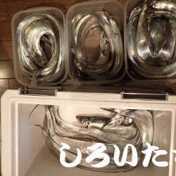 先日、タチウオ超シブかったけどどう?