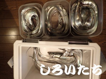 先日、タチウオ超シブかったけどどう?