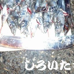 １３日にもタチウオ釣りました。