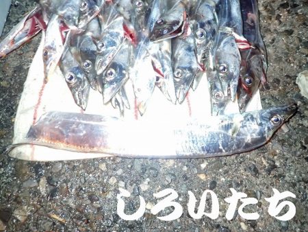 １３日にもタチウオ釣りました。