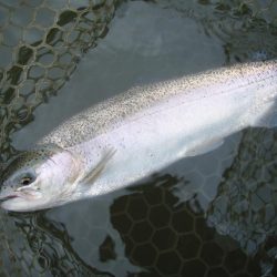 大安トラウトレイク 釣果