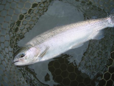 大安トラウトレイク 釣果