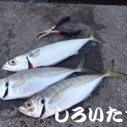 タチウオ、寒さにビクリ？それとも減った？