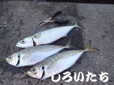 タチウオ、寒さにビクリ？それとも減った？