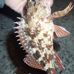 カレイを狙いましたが。