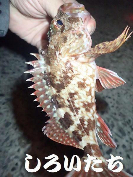 カレイを狙いましたが。