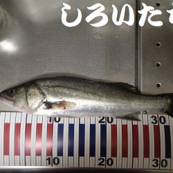 今日は夜釣り。