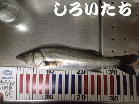 今日は夜釣り。