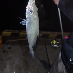 日本海のアジを確保しに遠征！