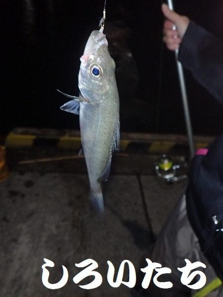 日本海のアジを確保しに遠征！