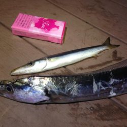 太刀魚連日釣果！エギングではアオリイカも