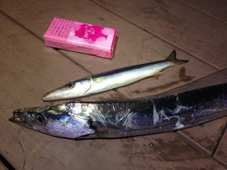 太刀魚連日釣果！エギングではアオリイカも