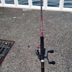 ◯タチウオと何これ！？