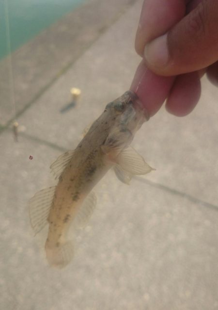 尺ハゼを求めて