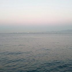 ◯なんとか１匹