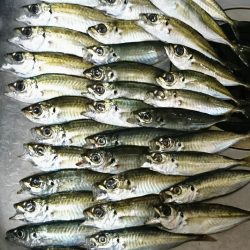 今日も風が強かった