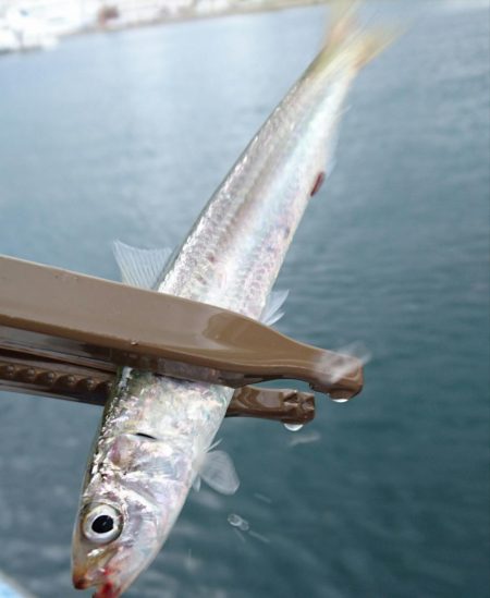 イワシ vs ルアー