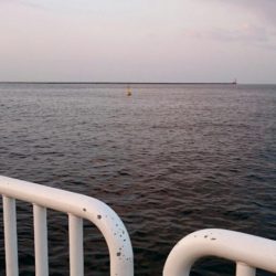 ◯タチウオどこへ!?