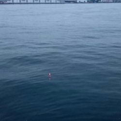 ◯湾奥タチウオ