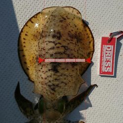 ボートエギング