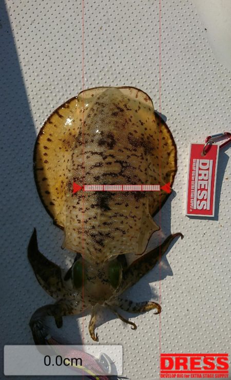 ボートエギング